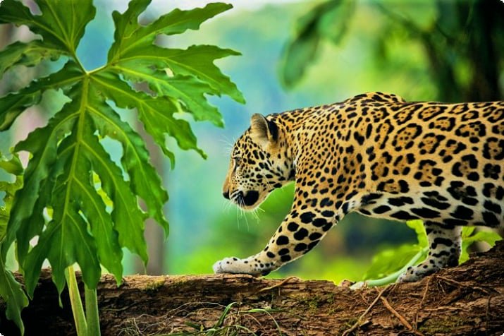 Foto de Belize
